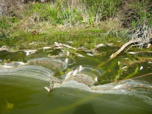 Algae-related fish kill downstream from a fertilized course
