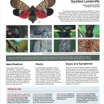 Spotted lanternfly handout page 3 thumbnail